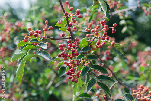 Fényképezés Red Sichuan pepper berries close up on the tree outdoor