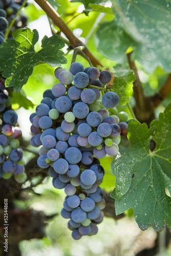 bunch of grapes in the vineyard ready for harvest.Vine grape fruit plants outdoors,
