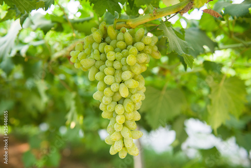 Wallpaper Mural bunch of grapes in the vineyard ready for harvest. Vine green grape fruit plants outdoors, Torontodigital.ca