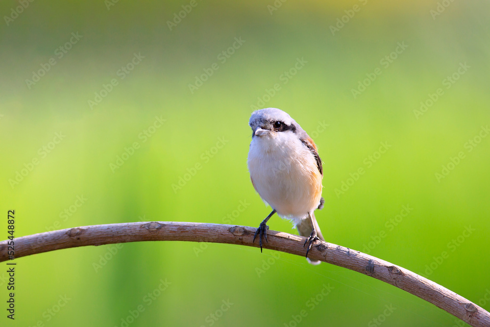 Fototapeta premium Bay-backed Shrike Bird (Lanius vittatus) perching on a branch