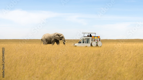 Fototapeta Naklejka Na Ścianę i Meble -  African elephant walking in savanna and tourist car stop by watching at Masai Mara National Reserve Kenya.