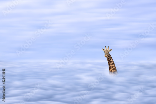 Photography illustration of African giraffe head with long neck over clound
