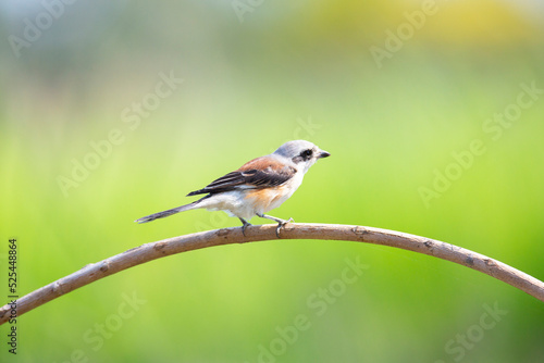 Bay-backed Shrike Bird (Lanius vittatus) perching on a branch
