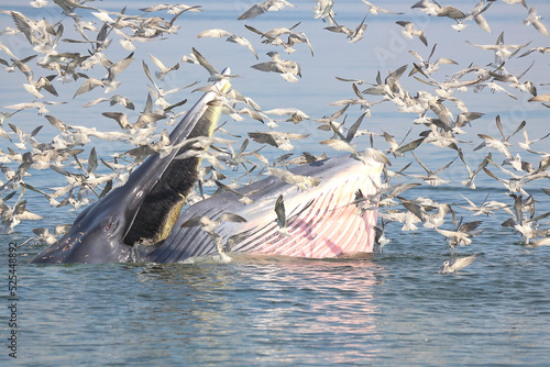 Bryde's whale, Eden's whale feeding small fish in Thailand.