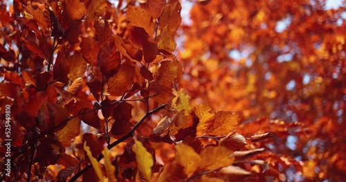 beautiful red leaves in autumn forest. cozy fall background