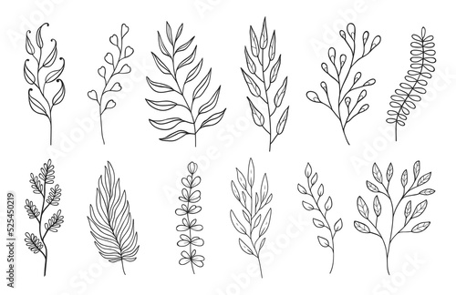 Outline twigs and sprigs floral embellishments. Linear isolated vector plant branches with leaves, monochrome forest herbs, natural elements for design of wedding cards and invitations