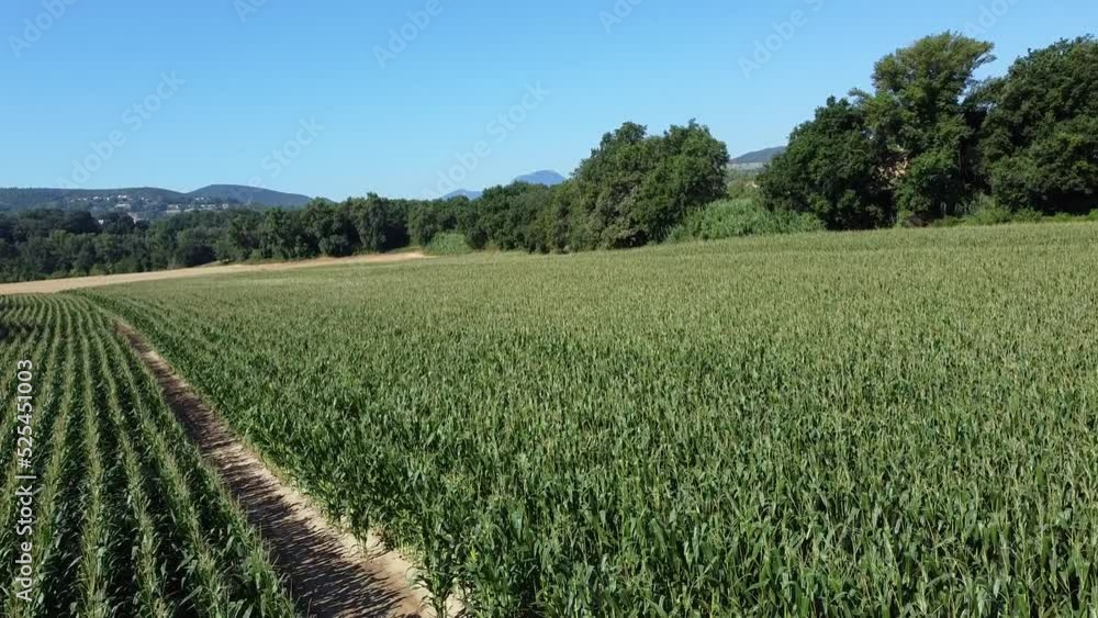 flying above a corn field in the central Italy, Marche region hilly countryside