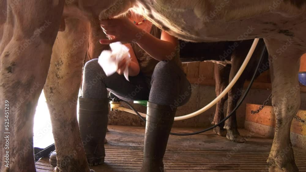 Farmer milking a cow. Milking cow in barn. Bauer melkt eine Kuh. Kühe melken. Farmer milking a cow. Milking cow in barn. Bauer melkt eine Kuh. Kühe melken.