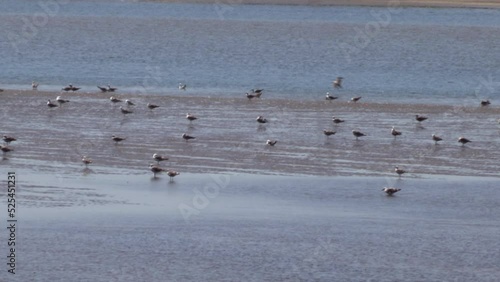 Saltwater river at low tide with a flock of birds, seagulls feeding in the middle of the river