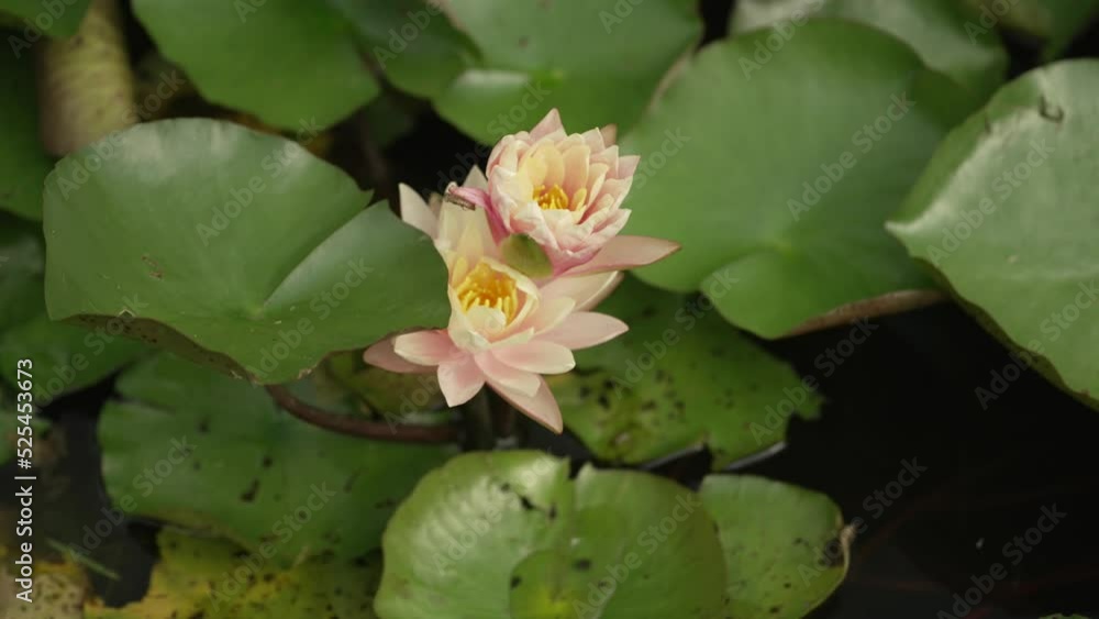 the tiny flowers on a lily pad pond the tiny flowers on a lily pad pond