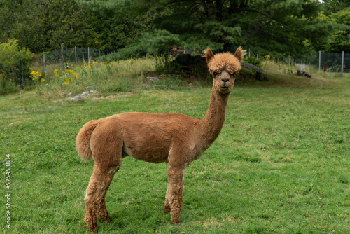 Alpaca in the Paddock
