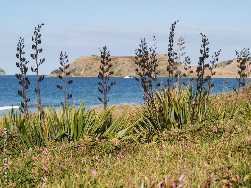 View across bay through foreground flax seed-heads