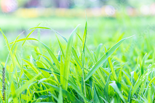 The nature of the grass and lush green leaves holds a bouquet of beautiful morning sunshine in the rainy season.
