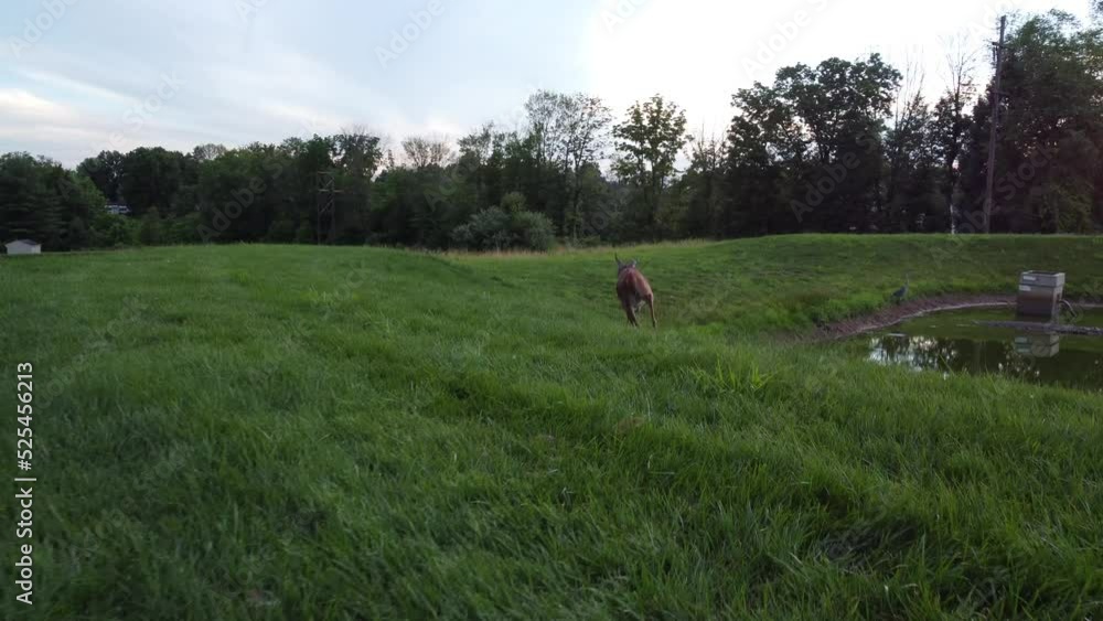 doe deer in a field at sunset doe deer in a field at sunset
