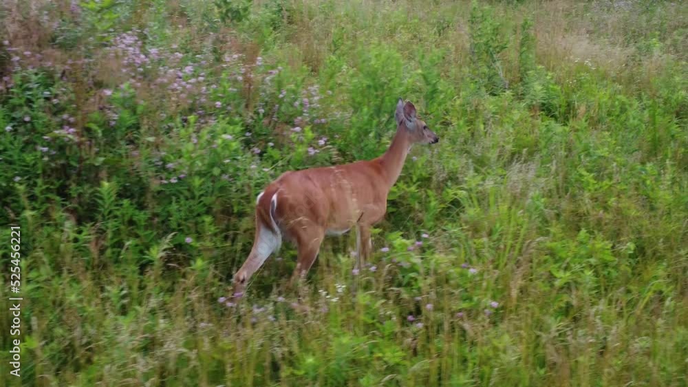 doe deer in a field at sunset doe deer in a field at sunset