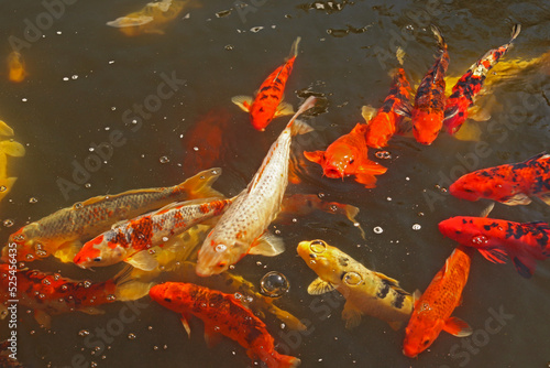 Amur carp or koi in a pond photo