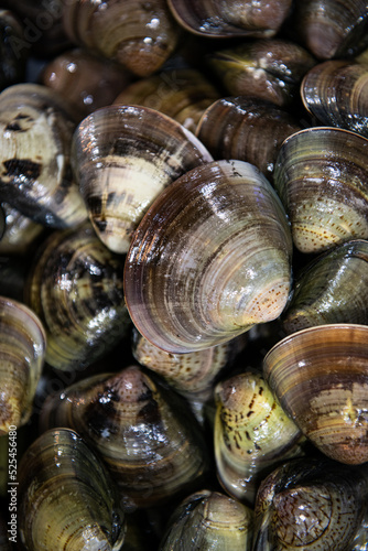 fresh shellfish