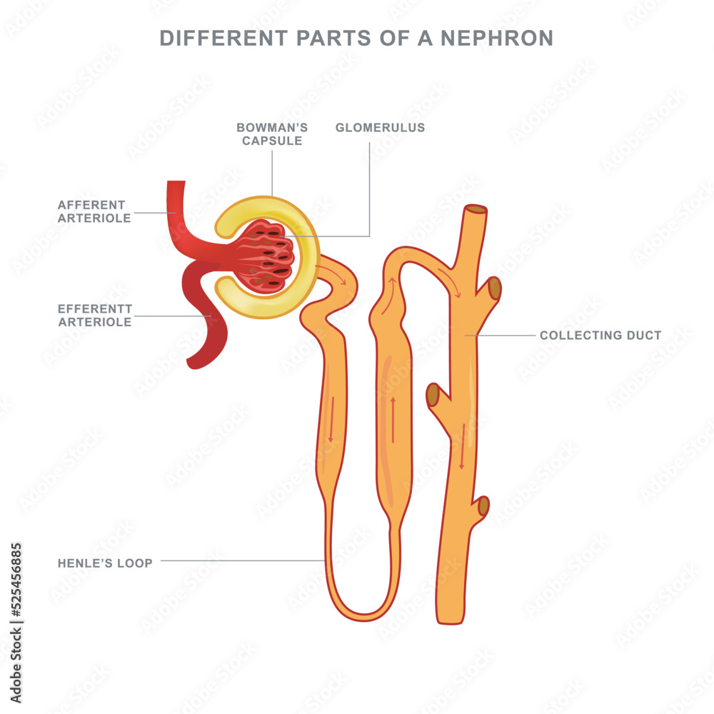 Nephron structure and different parts of a Nephron vector illustration