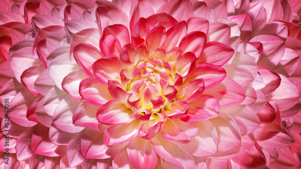 Dahlia flower. Floral red background. Macro. Nature. Dahlia flower. Floral red background. Macro. Nature.