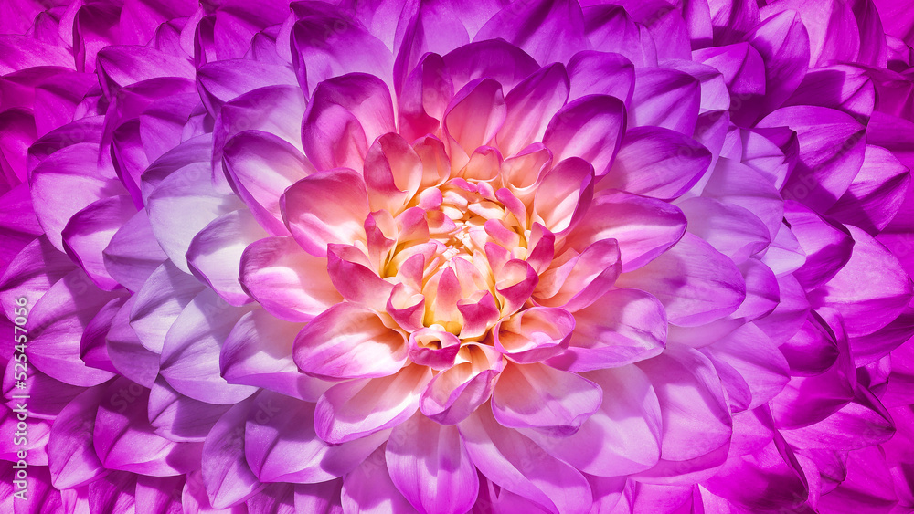 Obraz premium Dahlia flower. Floral purple background. Macro. Nature.