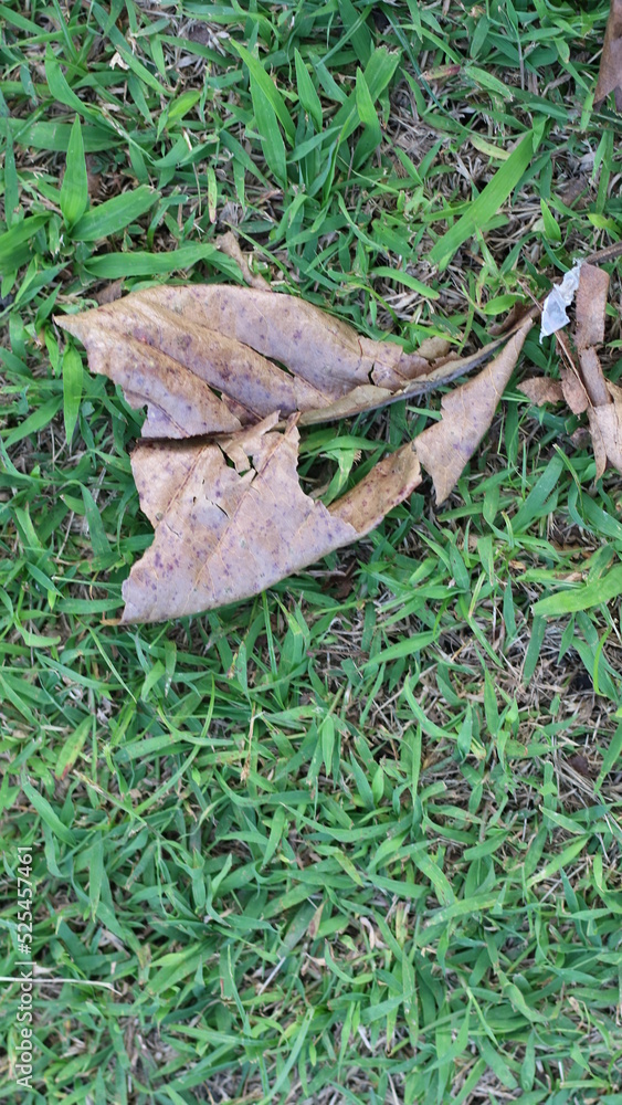 Fototapeta premium Dry leaves that fall on the grass