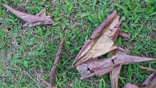 Dry leaves that fall on the grass © FajarYogaPrawiranta