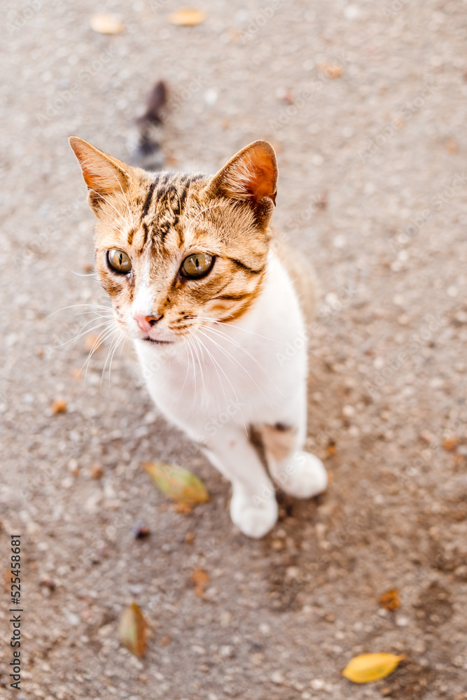 Stray cats are on the street. Animal protection.White Red kitten play on sunny day on summer.A beautiful, homeless cat sitting on the street. Stray cats are on the street. Animal protection.White Red kitten play on sunny day on summer.A beautiful, homeless cat sitting on the street.