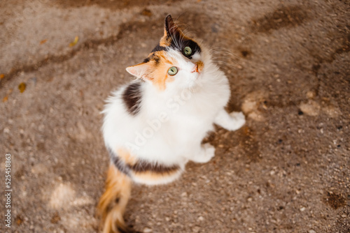 Stray cats are on the street. Animal protection.White Red kitten play on sunny day on summer.A beautiful, homeless cat sitting on the street.