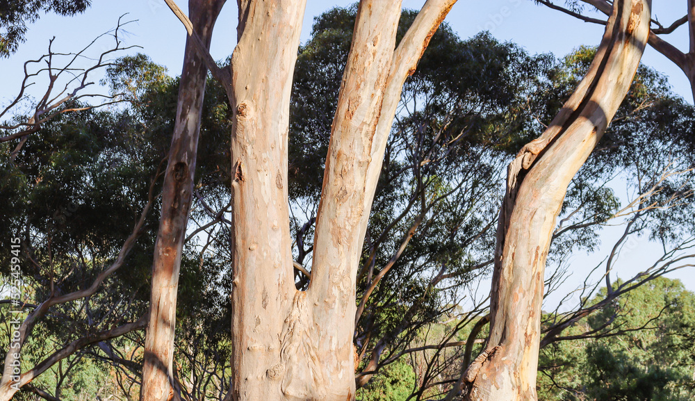 Fototapeta premium eucalyptus tree trunks in bushland in morning sunlight