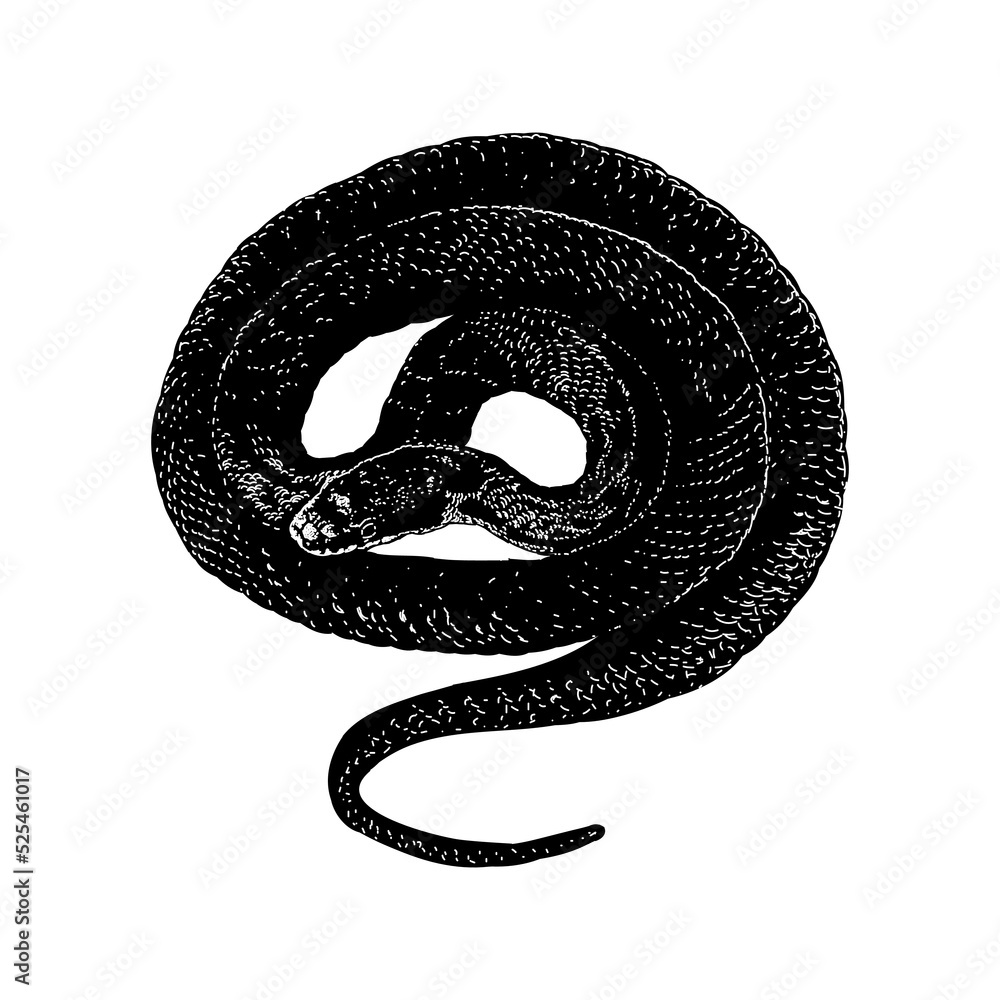 Rat Snake hand drawing vector illustration isolated on background Stock