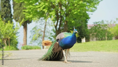 A beautiful peacock in an aviary