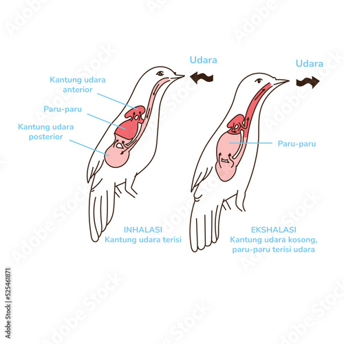 illustration of a bird anatomy learn study science animal