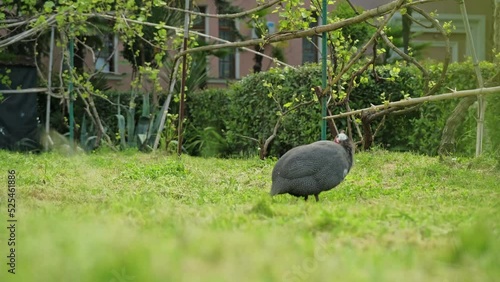 A beautiful peacock in an aviary