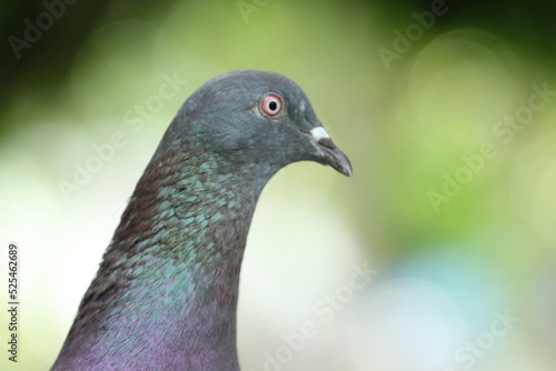 close-up of a dove