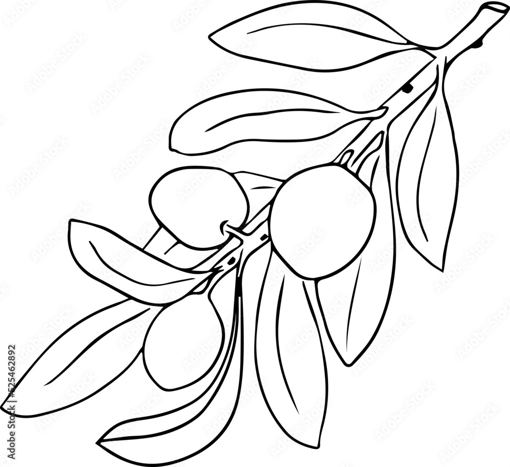 Olive branch sketch, fruits with leaves. Black outline on white background