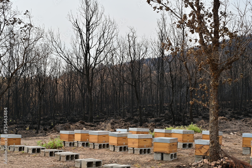 Fototapeta premium Incendio Sierra de la Culebra
