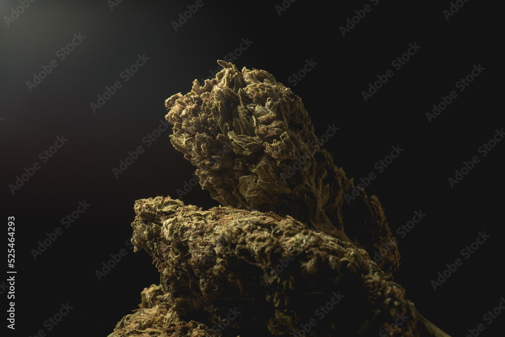 Obraz premium Macro close up portrait of Cannabis Marijuana Dry Buds, selective focus