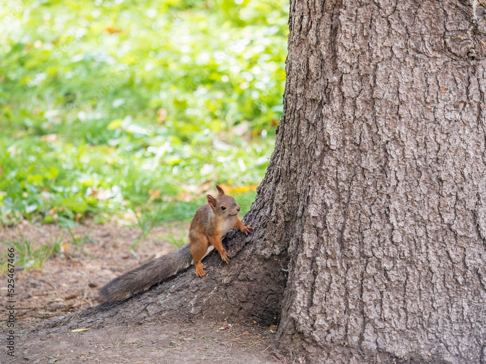 Autumn Squirrel standing on its hind legs on on green grass with fallen yellow leaves Autumn Squirrel standing on its hind legs on on green grass with fallen yellow leaves