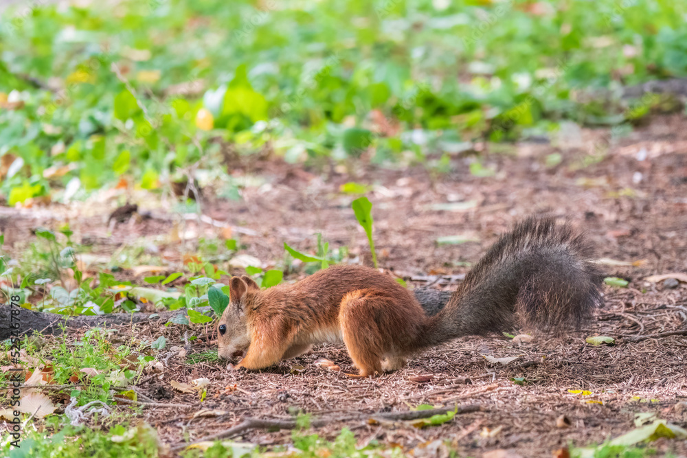 Squirrel in autumn hides nuts on the green grass with fallen yellow leaves Squirrel in autumn hides nuts on the green grass with fallen yellow leaves