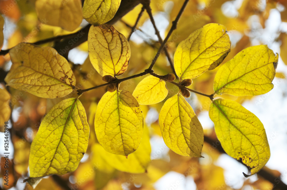 autumn leaves in the sun autumn leaves in the sun