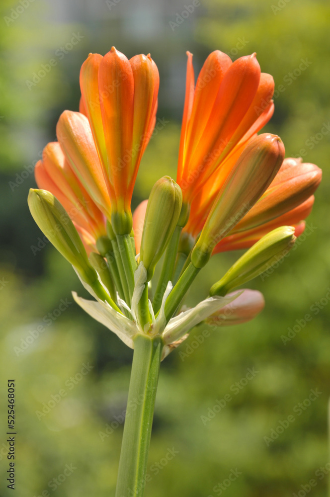 Orange Clivia Flower and Buds Orange Clivia Flower and Buds