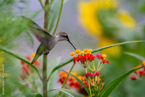 Ruby-throated hummingbird on tropical milkweed flower in Louisville, KY photo