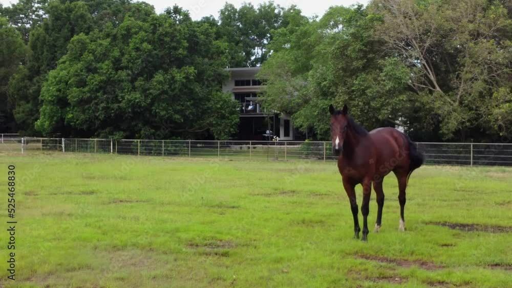 Brown horse pooping in paddock and running away. Equine mammal