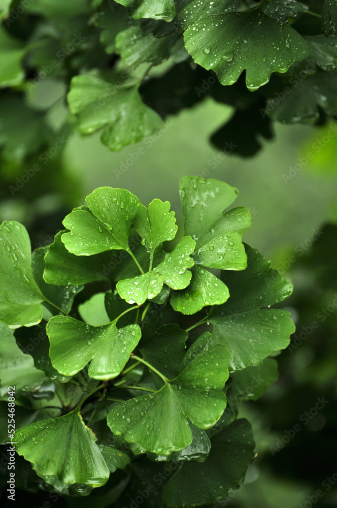 green ginkgo leaves in spring green ginkgo leaves in spring