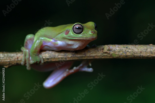 Dumpy Frog, Green Tree Frog on the branch
