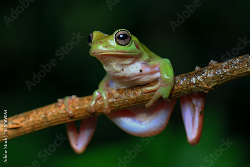 Dumpy Frog, Green Tree Frog on the branch