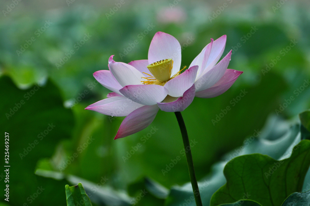 Obraz premium Blossoming lotus flowers