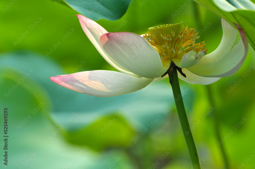 Fototapeta premium Blossoming lotus flowers