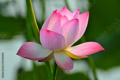 Blossoming lotus flowers