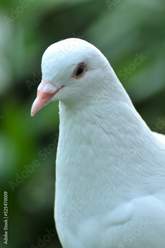 white dove is resting © 曹宇